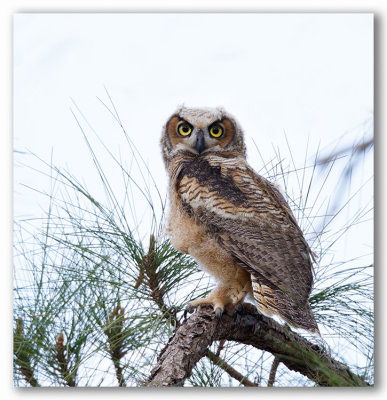 Great Horned Owl, young/Grand-duc d'Amrique, jeune