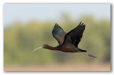 Glossy Ibis/Ibis Falcinelle, Florida