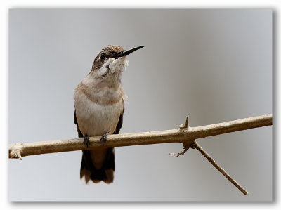 Hummingbird/Colibri ? ? ? Floride
