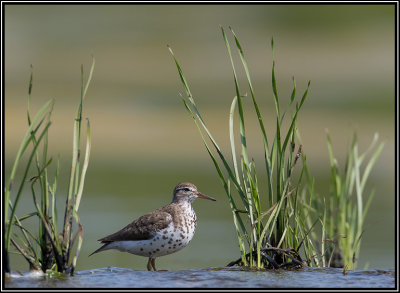 Spotted Sandpiper/Chevalier grivelé