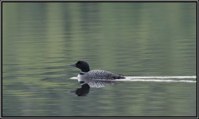 Common Loon/Plongeon Huard