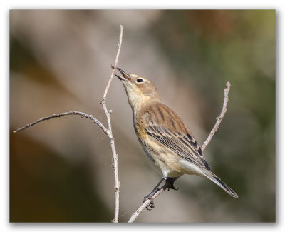 Yellow-rumped Warbler/Paruline  croupion jaune