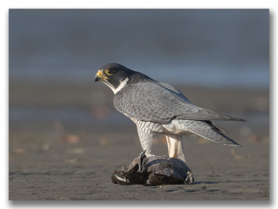 Peregrine Falcon/Faucon pèlerin