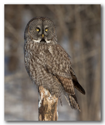Great Grey Owl/Chouette lapone