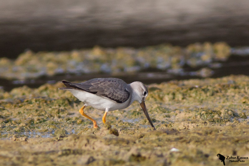 Terek Sandpiper (Xenus cinereus)