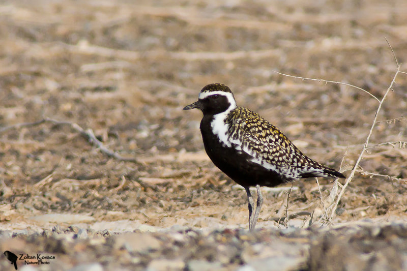  Pacific golden plover (Pluvialis fulva)