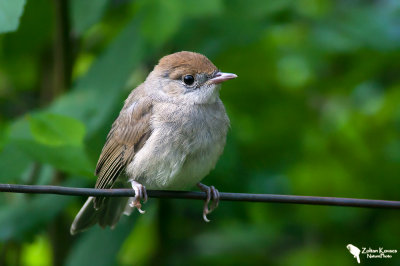 Blackcap (Sylvia atricapilla)