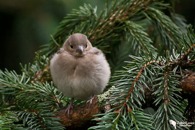 Chaffinch