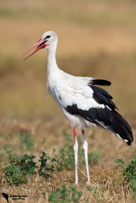 White Stork (Ciconia ciconia)