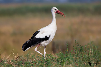 White Stork 