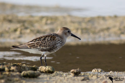 Dunlin (Calidris alpina)