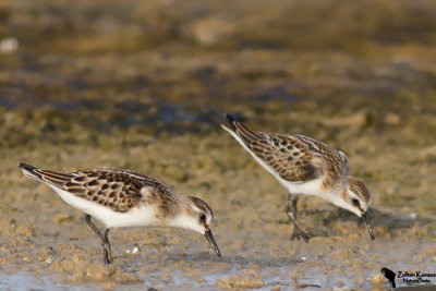 Little Stint (Calidris minuta) 