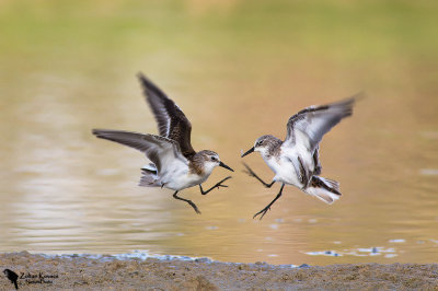 Little Stint (Calidris minuta) 