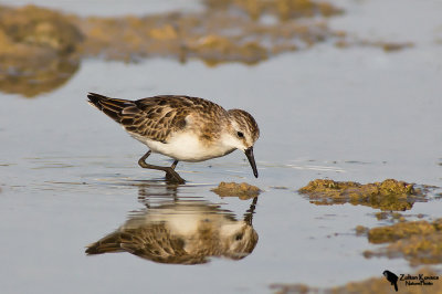 Little Stint (Calidris minuta) 