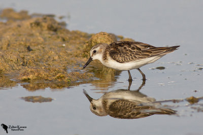 Little Stint (Calidris minuta) 