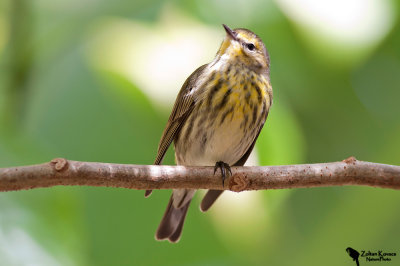 Cape May Warbler