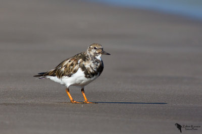 Ruddy Turnstone (Arenaria interpres)