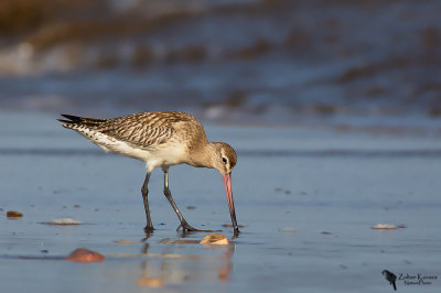 Bar-tailed Godwit (Limosa lapponica)