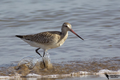 Bar-tailed Godwit (Limosa lapponica)