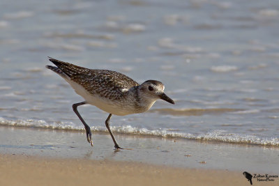 Grey Plover (Pluvialis squatarola)