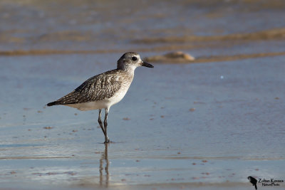 Grey Plover