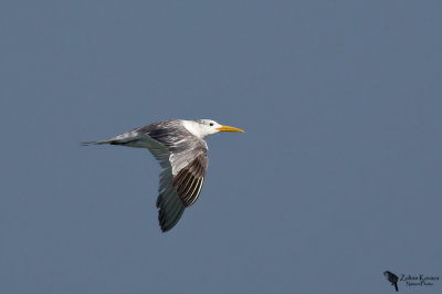  Swift Tern (Thalasseus bergii)
