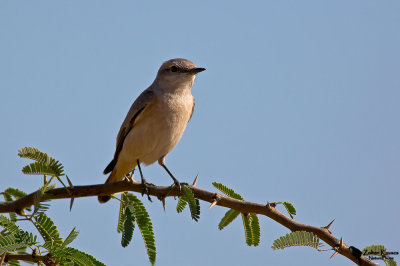 Red-tailed Wheatear (Oenanthe chrysopygia)