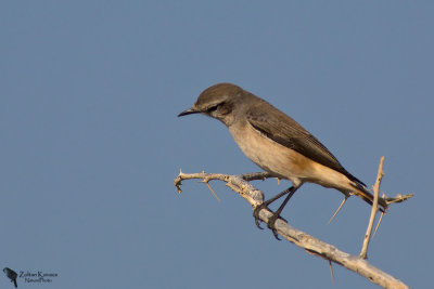 Red-tailed Wheatear (Oenanthe chrysopygia)