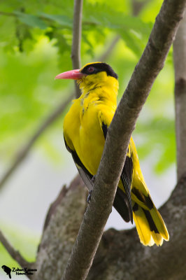 Black-naped Oriole (Oriolus chinensis)