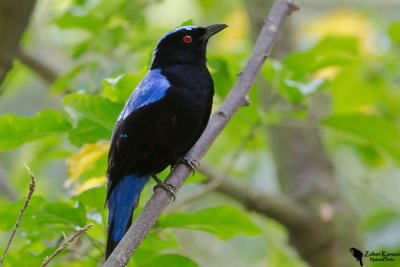 Asian Fairy-bluebird (Irena puella)male