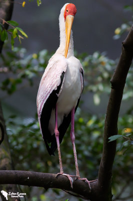 Milky Stork (Mycteria cinerea)