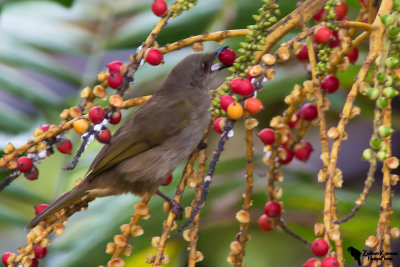 Asian Red-eyed Bulbul (Pycnonotus brunneus)