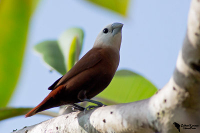 White-headed Munia (Lonchura maja)