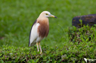 Javan Pond Heron (Ardeola speciosa)