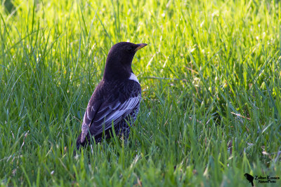 Ring Ouzel (Turdus torquatus)