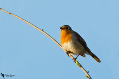 European Robin (Erithacus rubecula)