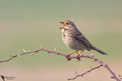 Corn Bunting (Emberizaa Calandra)