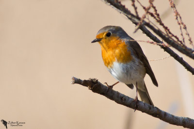 European Robin (Erithacus rubecula)