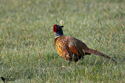 Common Pheasant (Phasianus colchicus)