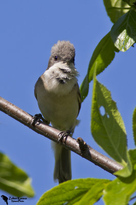 Lesser Whitethroat (Sylvia curruca)