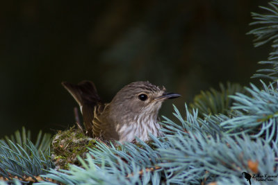Spotted Flycatcher