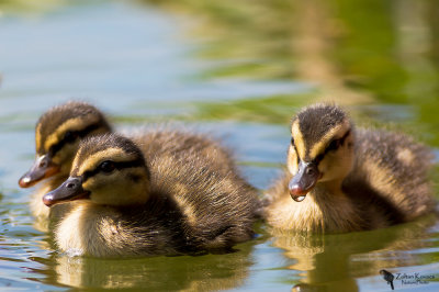 Mallard