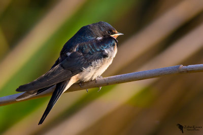 Barn swallow (Hirundo rustica)