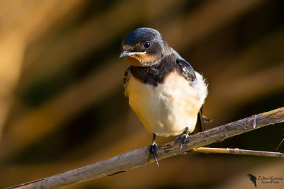 Barn swallow (Hirundo rustica)