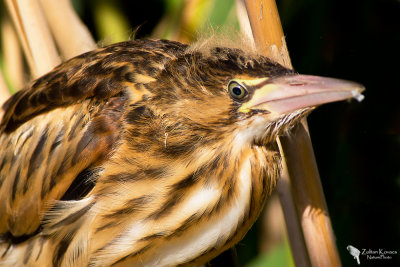 Little Bittern (Ixobrychus minutus)