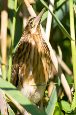 Little Bittern (Ixobrychus minutus)
