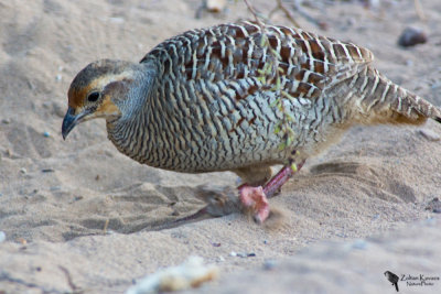 Grey Francolin (Francolinus pondicerianus)