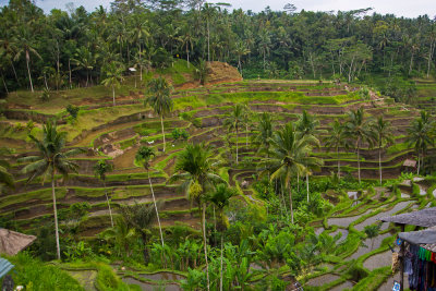 Rice plant near Peloedoe - Bali