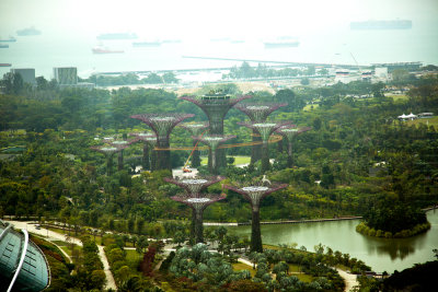 Supertree Grove - Gardens by the Bay - Singapore