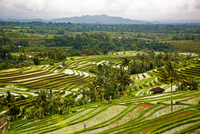 Rise plant near Angsri - Bali